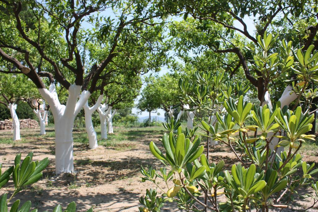 Azienda Agrituristica Biologica Il Querceto 산타세베리나 외부 사진