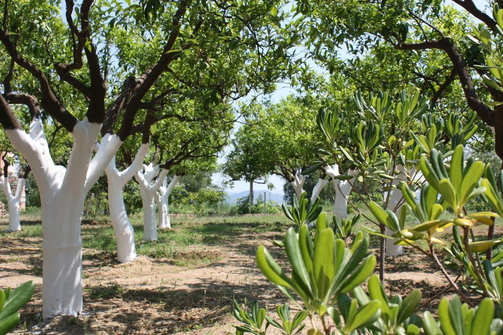 Azienda Agrituristica Biologica Il Querceto 산타세베리나 외부 사진